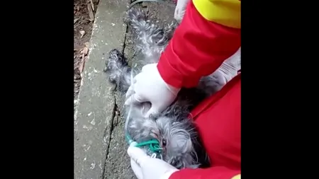 VIDEO. Imagini impresionante. Un cățel a fost salvat de pompierii din Constanța dintr-un incendiu. I s-a făcut masaj cardiac / „Micuțul patruped nu mai respira”