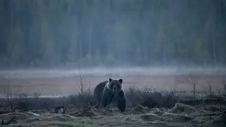 VIDEO | Un URS și-a făcut apariția la o nuntă din județul Argeș. Animalul a pus la pământ un bărbat