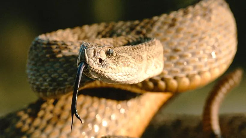 Cele mai bizare efecte ale mușcăturilor de șerpi veninoși