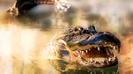 Primii aligatori ar fi trăit imediat după asteroidul care a dus la dispariția dinozaurilor. Ce arată o nouă descoperire despre specia din Paleocen