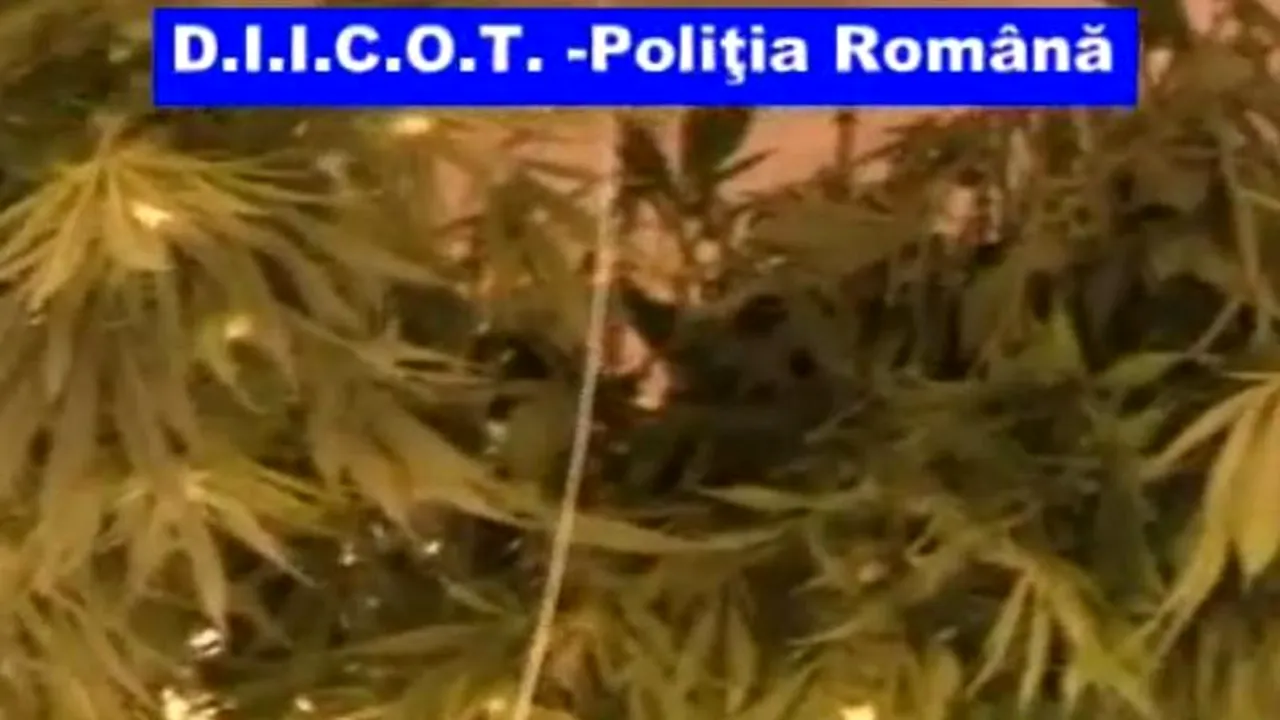 Doi tineri au fost prinși în timp ce vindeau 4 kilograme de marijuana, adusă din Grecia. VIDEO