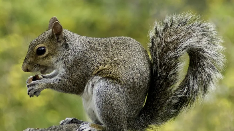 Atenționare sanitară în SUA, după ce o veveriţă a fost testată pozitiv cu ciuma bubonică