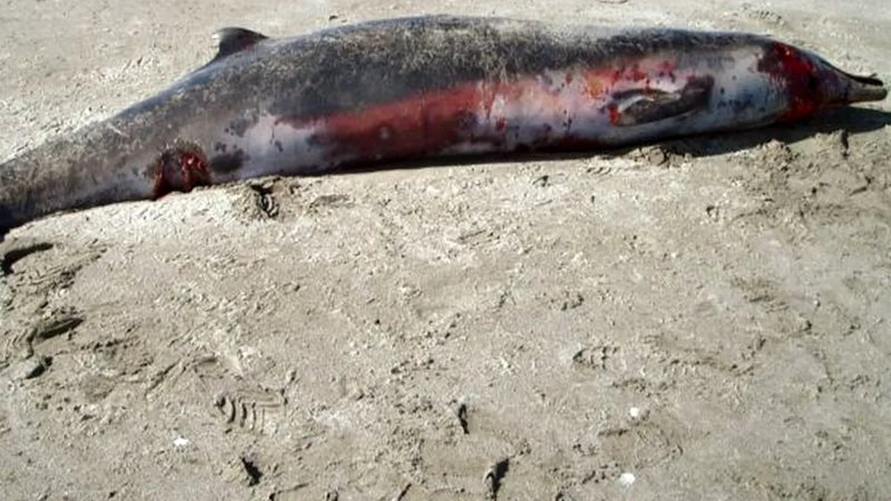 Cele mai rare mamifere acvatice, DESCOPERITE în Noua Zeelandă. 