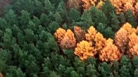 Misterul descoperit după 80 de ani într-o pădure din Germania