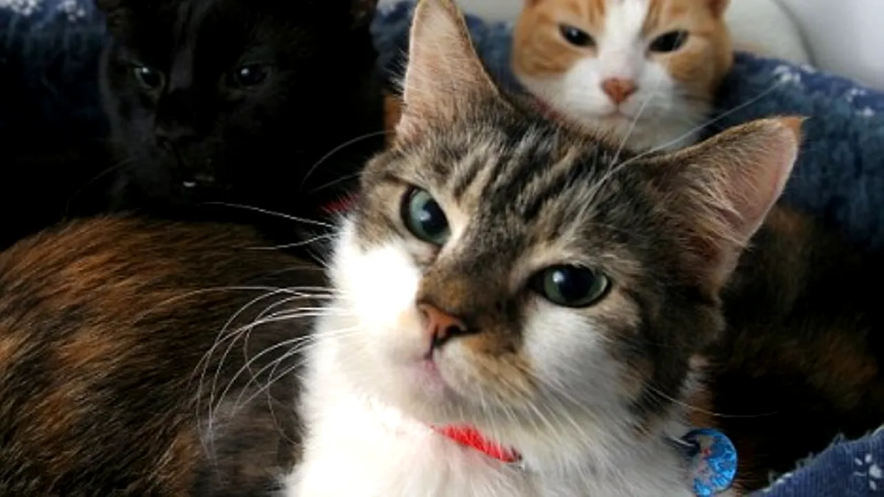 STUDIU. Un parazit specific pisicilor ar putea să fie o cauză a sinuciderilor