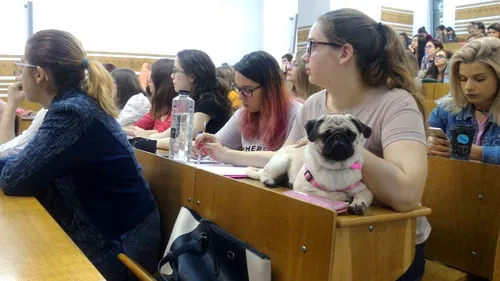 Cu pisica și câinele la școală. Studenții Facultății de Psihologie din Cluj-Napoca, lăsați să vină cu animale la cursuri