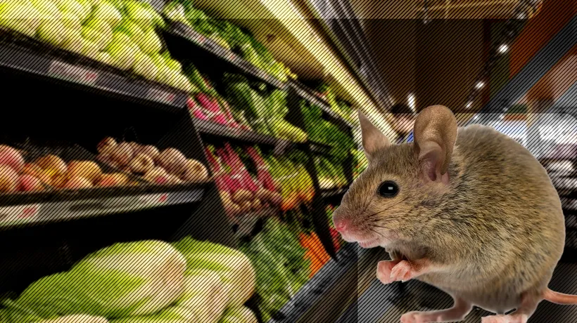 Șoarece ucis de fursecuri „limbă de pisică” într-un supermarket din Galați. Ce au mai descoperit inspectorii ANPC în magazinele controlate
