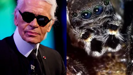 O nouă specie de păianjen a primit numele regretatului designer german Karl Lagerfeld

