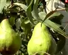 România în topul producătorilor de fructe din Uniunea Europeană în 2023. Acest scenariu, imposibil în 2025