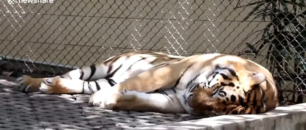 Tigru în curs de recuperare „psihică”, după ce o turistă i-a atins zonele intime la Grădina Zoologică (VIDEO)