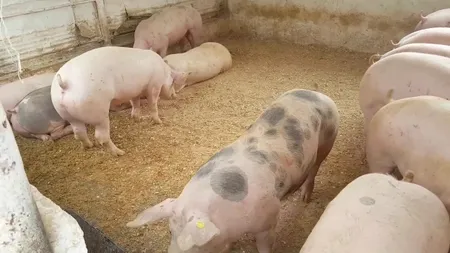 Cu cât se vinde un PORC în iarna lui 2023/Un milion de capete sacrificate pentru masa de Crăciun