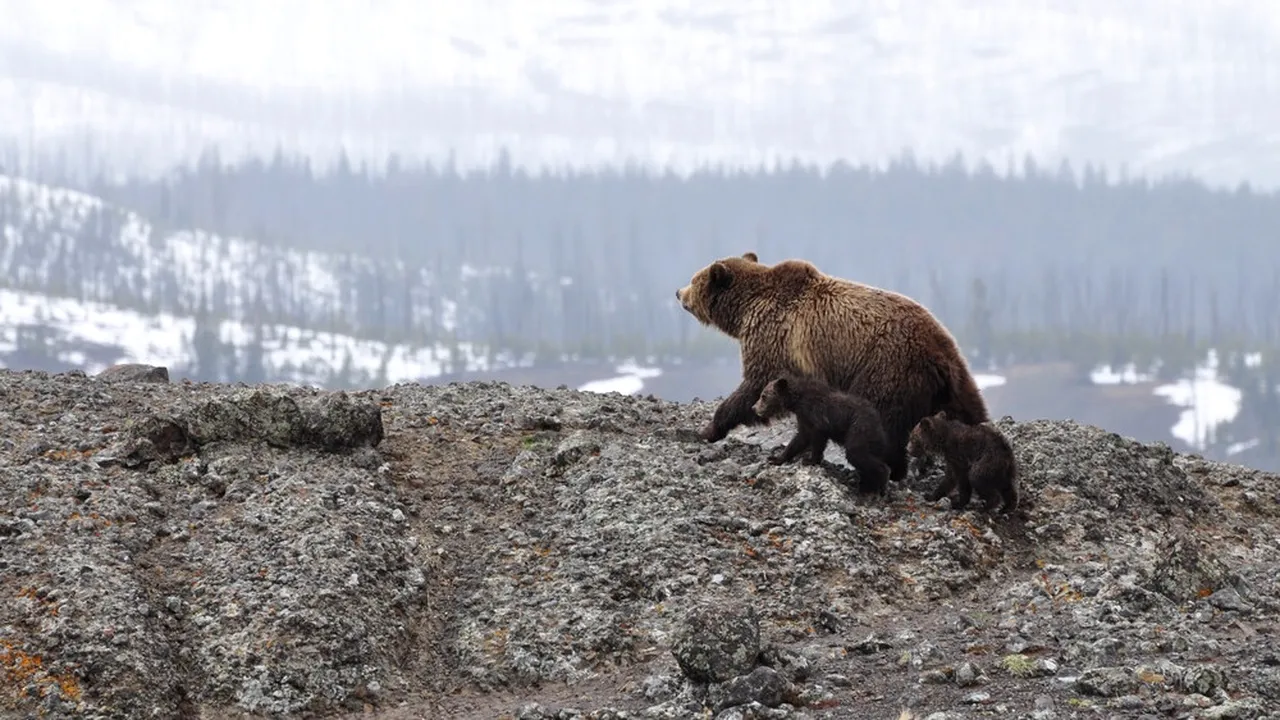 Ce îi ajută pe urși să hiberneze