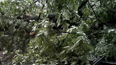 Furtună în București și Ilfov: Mai mulți copaci au fost doborâți de vânt. Două persoane rănite