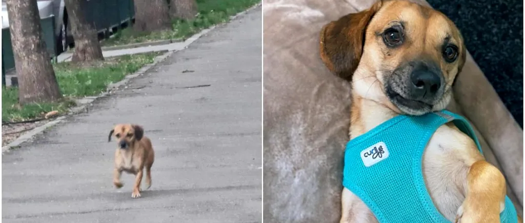 Cățelul PATROCLE, cel mai căutat câine din București, a fost văzut după 17 zile. „Cel mai frumos mesaj cu cea mai frumoasă poză din lume”