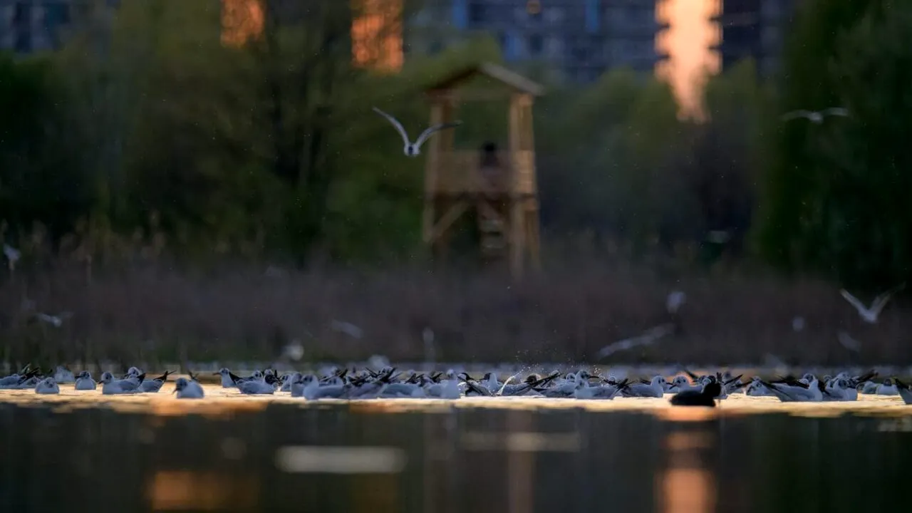 Ministerul Mediului a aprobat Regulamentul Parcului Natural Văcărești. Când și pe unde se face accesul în Parc. Principalele INTERDICȚII