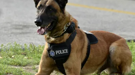 Un bărbat a mușcat câinele unui ofițer de poliție. Cum au reacționat autoritățile