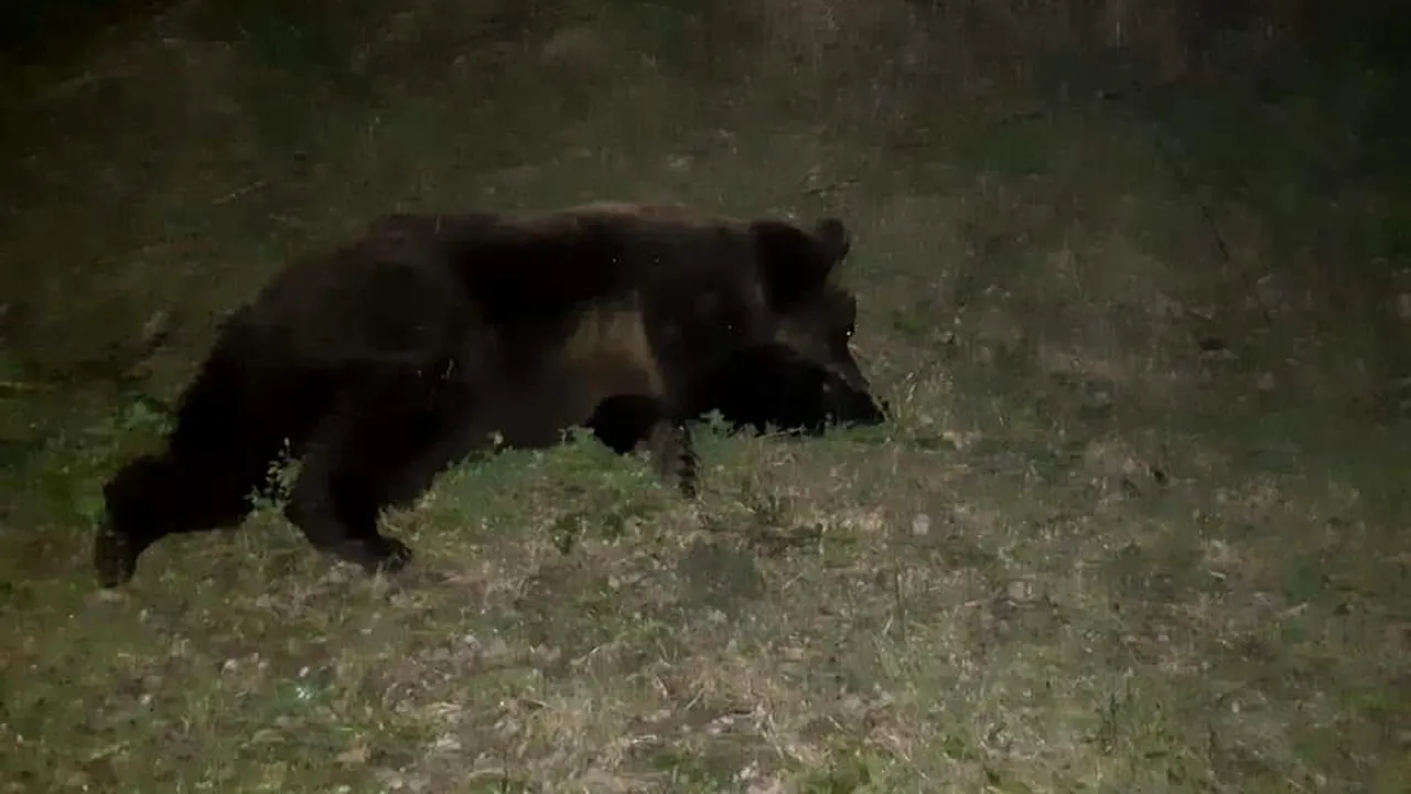 Un urs lovit de o mașină, pe DN 11 a fost tranchilizat și dus la Rezervația Zărnești