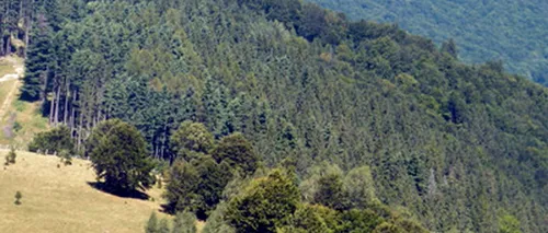 ANRP sesizează Parchetul privind retrocedarea a 980 de hectare de pădure din Măgureni-Prahova