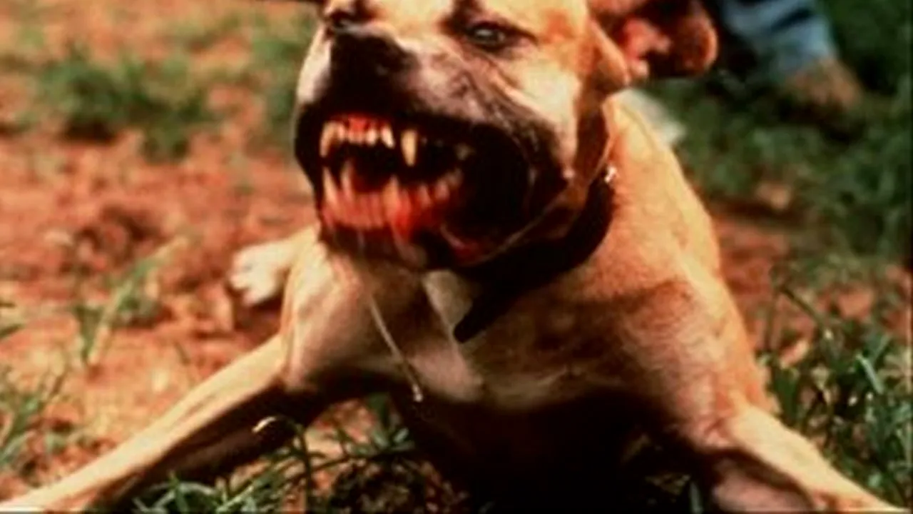 Adolescentă sfâșiată de câini în Marea Britanie, în timp ce mânca o plăcintă