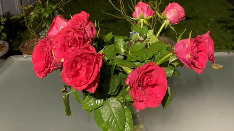 Cum se îngrijesc trandafirii în luna martie pentru a înflori SPECTACULOS. Trucuri la îndemână George-Andrei Cristescu 1 live
