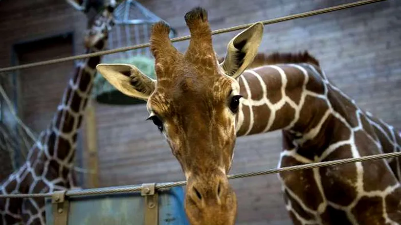 VIDEO. Viralul săptămânii. Momentul în care o girafă dă naștere puiului său, urmărit de peste un milion de oameni 