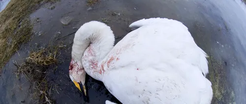 Alertă de gripă aviară în județul Suceava. Mai multe lebede au fost găsite moarte pe un iaz