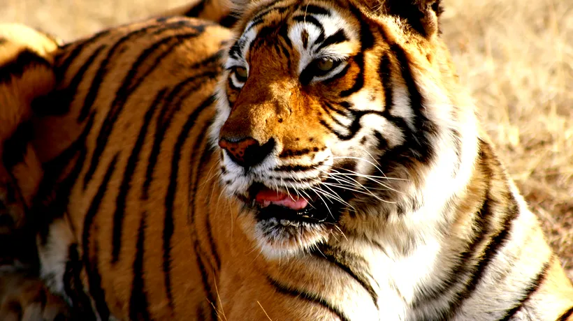 Zeci de tigri dintr-o specie aflată în pericol, uciși în mod ilegal. Suspectul a fost arestat după 20 de ani de vânătoare - VIDEO