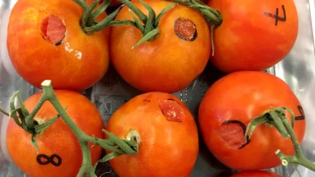 „Coronavirusul roșiilor” ar putea fi în România. „L-am semnalat, dar nu știam ce-i bronzul acela la frunze”, (Vlad Gheorghe, EcoLegum). „Încă n-a fost depistat la noi”, (Ramona Nichifor, ANF)