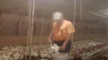Ce se întâmpla într-o fermă de pui care lucra pentru McDonald`s. Imaginile teribile surprinse cu camera ascunsă