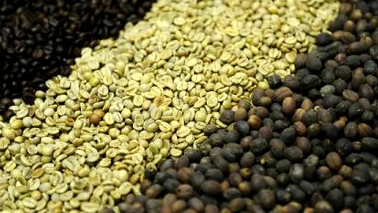 Secretul din spatele unuia dintre cele mai apreciate sortimente de cafea: ''Cel care o consumă ar trebui să știe asta''