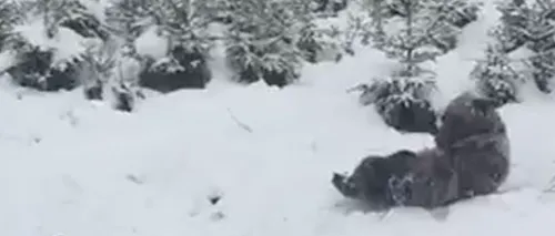A nins pe Valea Prahovei: Un pui de urs a fost filmat în timp ce se juca în zăpadă. VIDEO