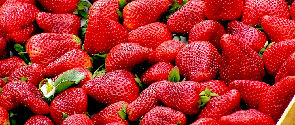 Cine nu ar trebui să mănânce căpșune! Motivul pentru care ar trebui să stea departe de aceste fructe delicioase