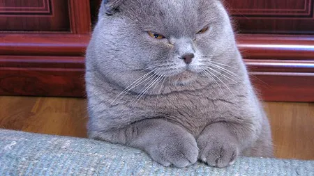 O pisică, personaj principal într-un dosar privind o tentativă de omor în Japonia