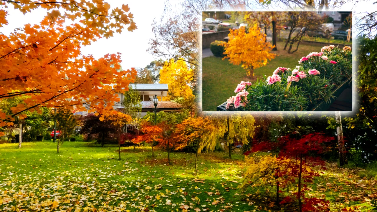 Cum îți pregătești grădina pentru iernare. Pasul important pe care să-l faci în luna noiembrie, pentru a avea o plantație sănătoasă