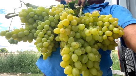 GALERIE FOTO. Un oltean a dat lovitura cu struguri cultivați în solar. Cu cât îi vinde în piața din Sibiu