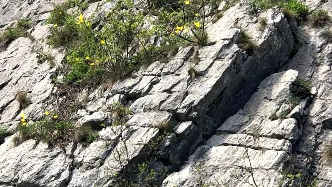 GALERIE FOTO Cea mai scumpă lalea din România a înflorit. Cine o rupe, riscă o amendă de 15.000 de lei