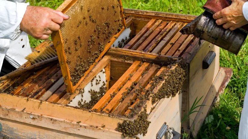 PRODUCȚIA DE MIERE a crescut semnificativ. Comisarul Wojciechowski alocă încă 60 de milioane de euro apicultorilor UE