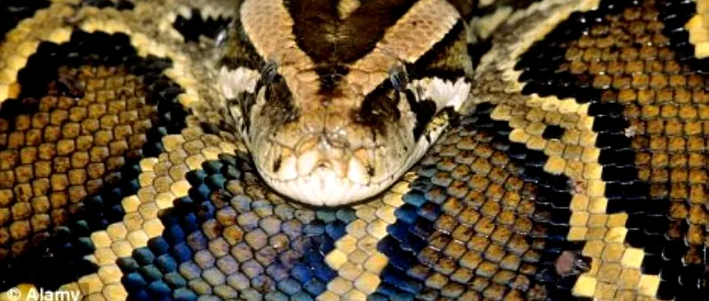 Boala șarpelui nebun. Ce se întâmplă cu pitonii afectați