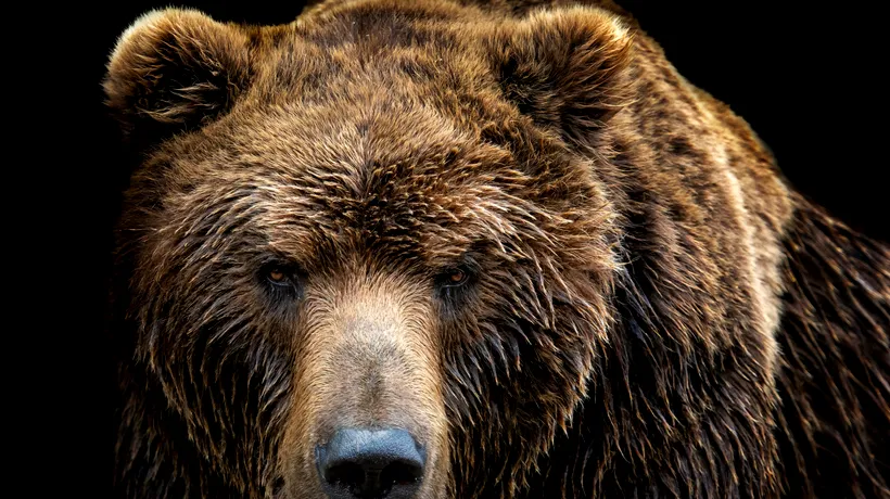 Un milionar rus a împușcat un bărbat după ce l-a confundat cu un urs