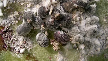 UE aprobă făina de greieri, dar românii consumă insecte de zeci de ani. Ce este ADITIVUL E 120