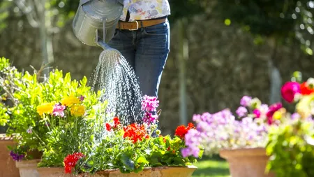 Secretul grădinarilor, dezvăluit. Ce să pui la rădăcina FLORILOR toamna pentru a asigura o înflorire sănătoasă și bogată