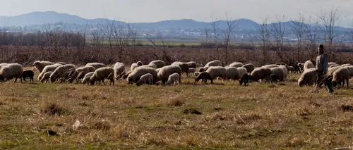Cadavrul unui cioban dispărut din luna iunie a fost descoperit pe un teren accidentat