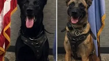 K-9, arma mai puțin cunoscută a Secret Service. Câinii de atac care îl apără pe președintele Barack Obama