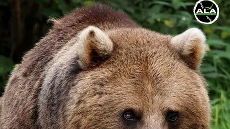 Italia vrea să trimită în România exemplarul de URS care a atacat un turist/Ordinul de împușcare a animalului, suspendat de instanță