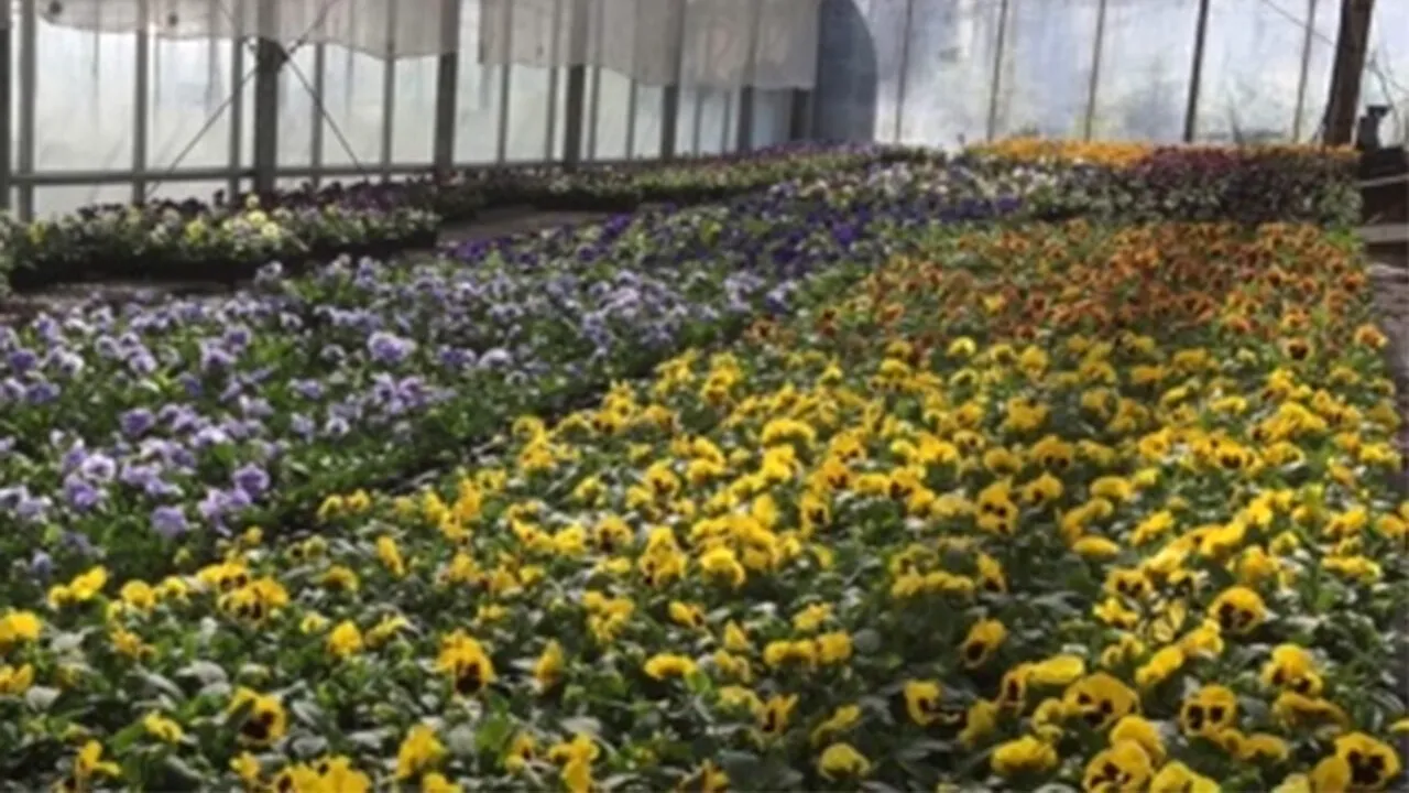 ILUZIE optică virală | Doar 1 dintre 100 de oameni poate găsi fluturașul ascuns în această imagine