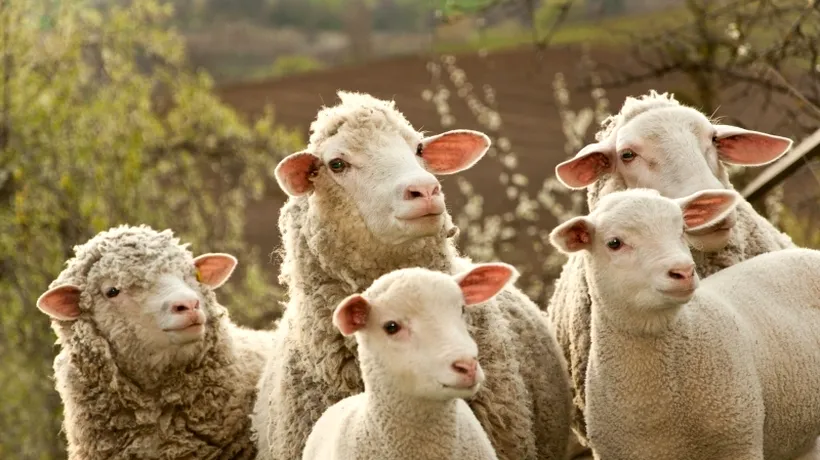 UE vrea să interzică vânzarea de produse provenind de la animalele clonate