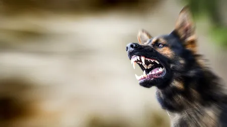 Iată câinele care costă mai mult decât o mașină Porsche. Proprietar: „Simt că am un soldat de la US Navy Seal în casă”