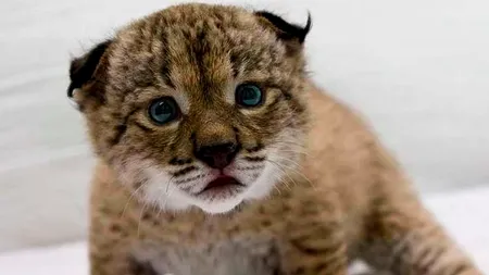 Cea mai amenințată felină din lume riscă să dispară din cauza mașinilor