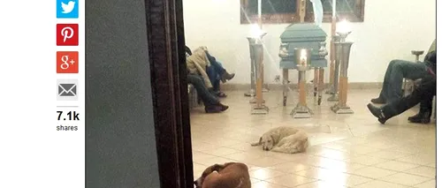 Imagini emoționante la o înmormântare din Mexic. Câțiva câini vagabonzi au venit să „își ia adio de la o femeie care i-a hrănit în timpul vieții
