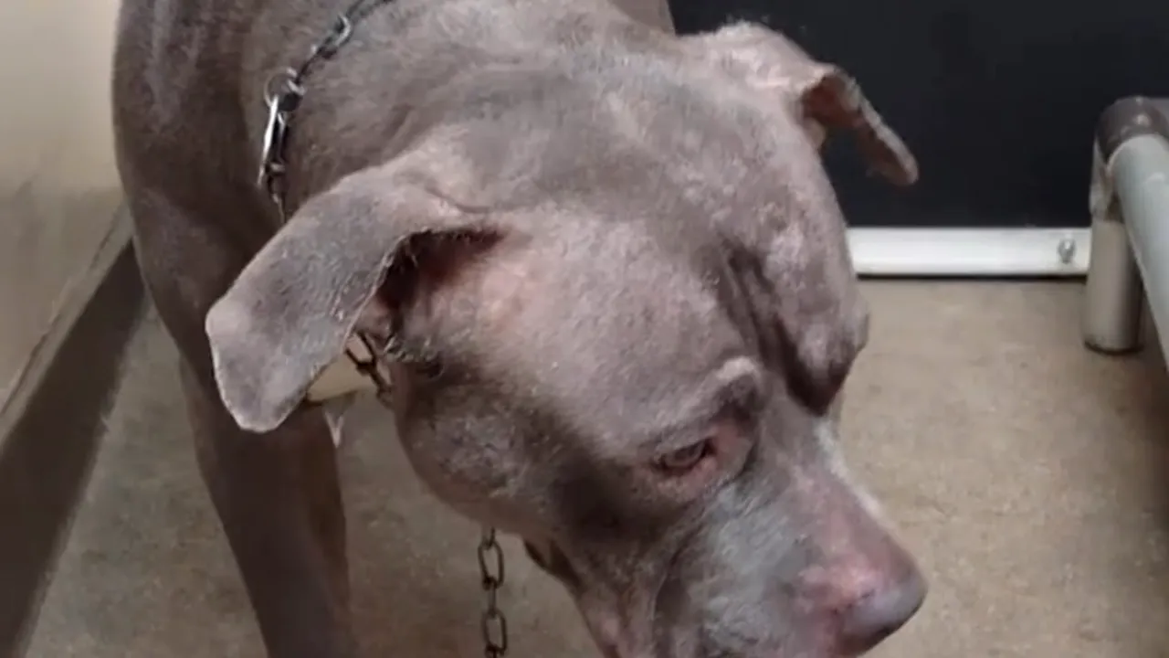 Reacția emoționantă a unui cățel care află că a fost abandonat. VIDEO